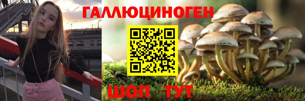Братск  Псилоцибиновые грибы GOLDEN TEACHER  Вход с VPN  Псилоцибиновые грибы Psilocybe 